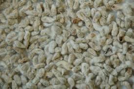 Conventional Cotton Seed